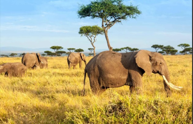 Maasai Mara National Reserve, Kenya